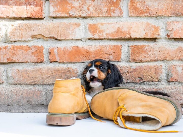 Buty dla psa na zimę – czy warto je stosować?