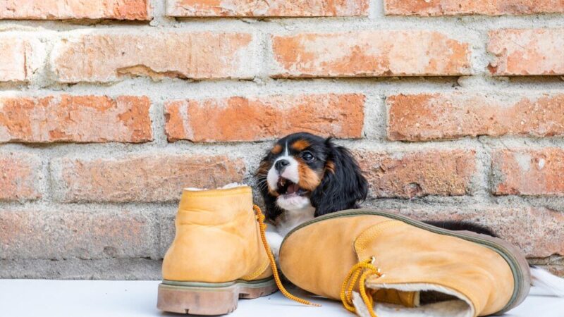 Buty dla psa na zimę – czy warto je stosować?