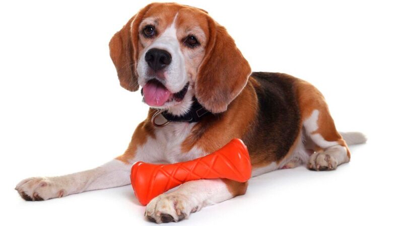 Drewniane gryzaki dla psów: korzyści i zastosowanie