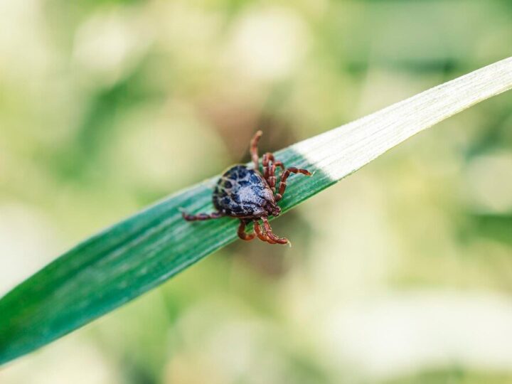 Bezpieczne i skuteczne preparaty na kleszcze dla kota — przegląd najlepszych produktów