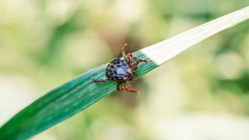 Bezpieczne i skuteczne preparaty na kleszcze dla kota — przegląd najlepszych produktów