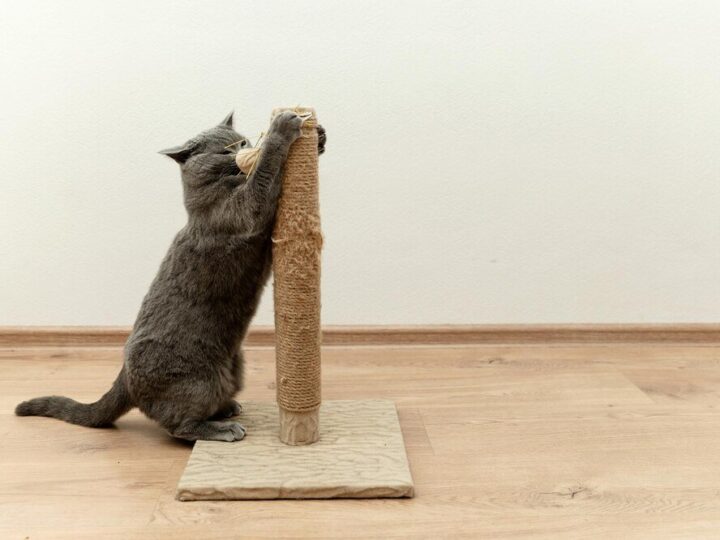 Kartonowy drapak dla kota – idealne rozwiązanie dla Twojego pupila