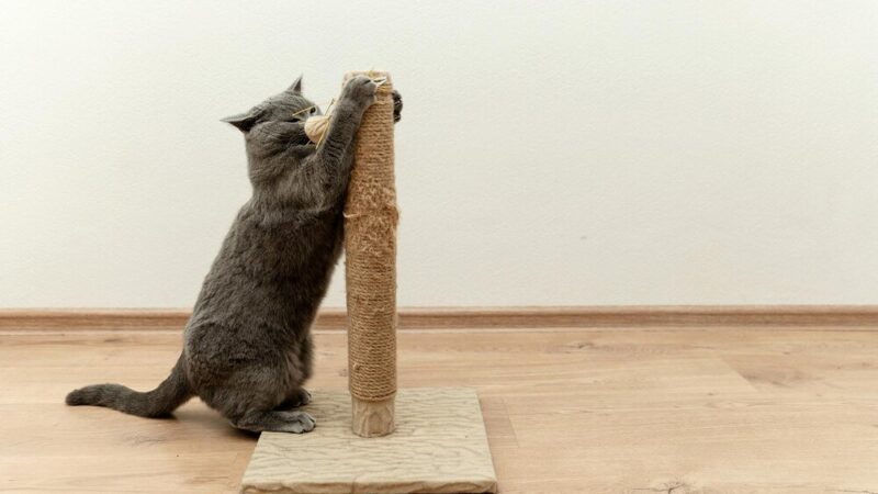 Kartonowy drapak dla kota – idealne rozwiązanie dla Twojego pupila